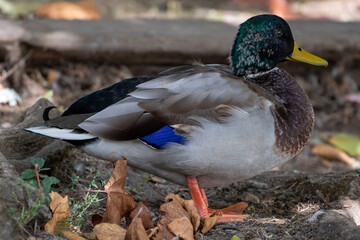 duck walking by a duck pond