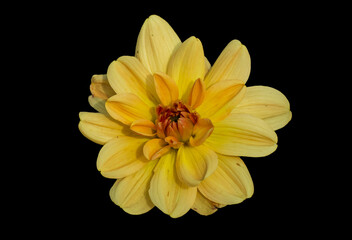 Yellow flower with no background