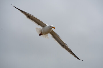seagull flying through the air