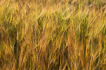 golden wheat field in summer