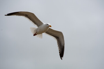 seagull flying through the air