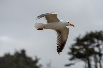 seagull flying through the air