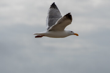 seagull flying through the air