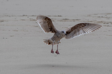 seagull flying through the air