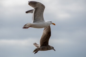 seagull flying through the air
