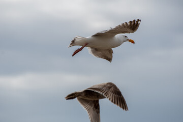 seagull flying through the air