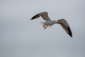seagull flying through the air