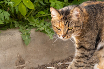 A gloomy multi-colored cat looks into the camera. Cat on a walk.