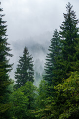 Obraz premium Christmas tree forest in the mountains of the Racha region in Georgia