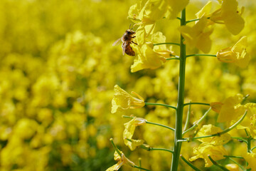Pracowita pszczoła zbiera nektar, pyłek, propolis z pola rzepaku. Żółte kwiaty rzepaku, błękitne niebo, makro, close-up, bokeh. - obrazy, fototapety, plakaty