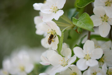 Pracowita pszczoła zbiera nektar, pyłek, propolis z kwiatów jabłoni. Białe kwiaty jabłoni, makro, close-up, bokeh. - obrazy, fototapety, plakaty