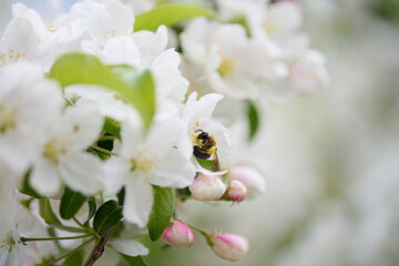 Pracowita pszczoła zbiera nektar, pyłek, propolis z kwiatów jabłoni. Białe kwiaty jabłoni, makro, close-up, bokeh.