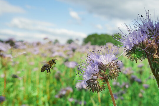 Pszczoły i trzmiele, bąki pracowicie zbierają nektar i pyłek z pola facelii. Za chwilę zaniosą je do ula i będą produkować mi&oacute;d.