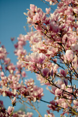 Spring garden and magnolia bloom