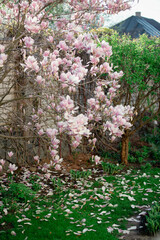 Obraz premium Spring garden and magnolia bloom