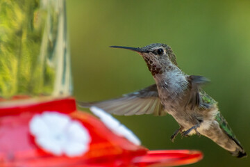 Fototapeta na wymiar humming bird at the feeder