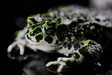 Wild frog, stirs nostrils, macro. Gorgeous ground toad close-up, night shot. Natterjack breathing and looking at camera. Dark background.