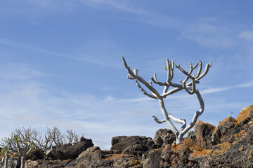 Tree in volcanic landscape in Lanzarote, Canary Islands, Spain