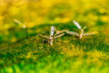 Swarm of mosquitoes on the background of the lake. A flock of mosquitoes near ponds.