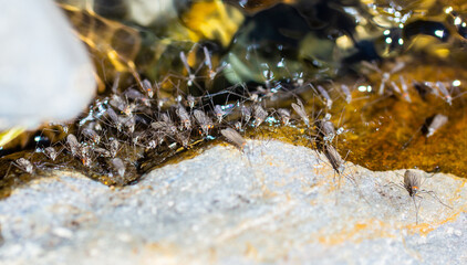 Swarm of mosquitoes on the background of the lake. A flock of mosquitoes near ponds.