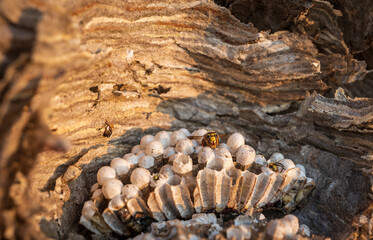 Closeup view of wasps nest with wasp