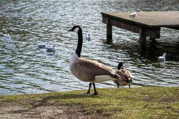 Kanadagans im Olympiapark