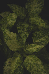 green moss on the stone