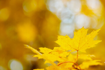 Yellow maple leaves on a blurred background. Autumn fall background with maple leaves. Copy space