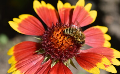 Biene auf einer orangen Konkardenblume