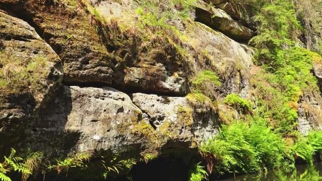 View of the steep slope of sandstone rocks overgrown with ferns, moss and small bushes in a gorge in the rock garden of Adersbach, Czech Republic