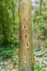 Naklejka premium Woodpecker holes in fir tree found during hiking. Damaged spruce trunk with holes from a woodpecker.