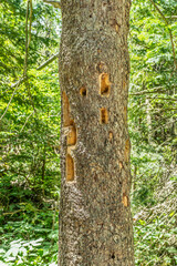 Woodpecker holes in fir tree found during hiking. Damaged spruce trunk with holes from a woodpecker.