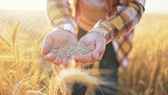 Close-up golden harvest in hands of farmer holding handful wheat grains of against wheat field. Ingredients for production beer and bread. Naturally grown product for healthy diet. Agribusiness.