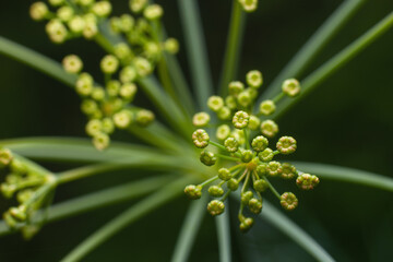 Umbrellas of dill with small yellow flowers close-up in the summer, texture background