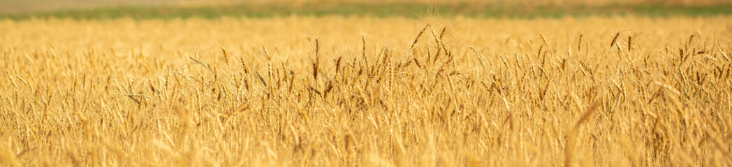 Wheat field on a sunny day. Grain farming, ears of wheat close-up. Agriculture, growing food products. long banner