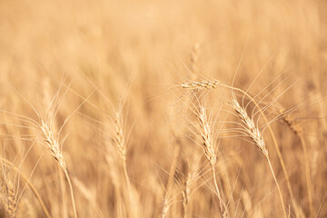 Wheat field on a sunny day. Grain farming, ears of wheat close-up. Agriculture, growing food products.