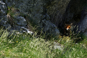 Wild Old Fox Hiding and Hunting in High Grass of Alpine Meadow near a Dairy Farm - Probably looking for Chikens That are on Free Range pasture Around - Triglav National park, Slovenia