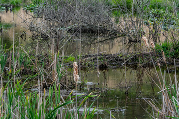 Beaver Dam on the Battlefield