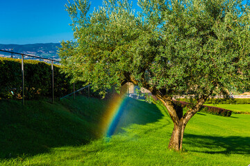 Rainbow under a olive tree in the Garden of San Francesco Basilica in Assisi, Umbria Italy