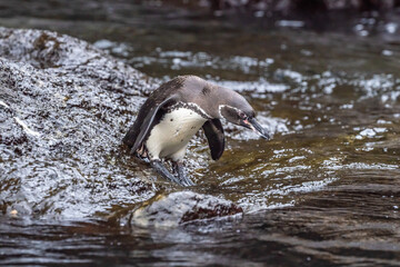 Galapagos penguin ready to dive into the sea in the Galapagos