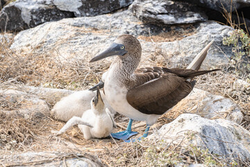 Blue-footed booby with 2 young chicks in the Galapagos