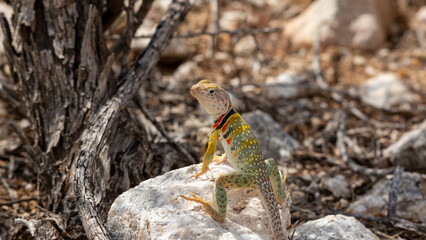 Collared lizard, Crotaphytus collaris, basking on a boulder in the Sonoran Desert landscape in the foothills of the Catalina Mountains. Beautiful, colorful reptile. Pima County, Arizona, USA.