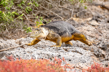 Land iguana walking over terrain in the Galapagos