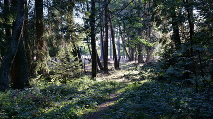 Obraz premium Open forrest in sunlight