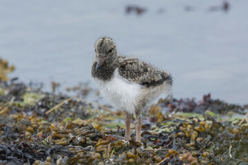 The chick of eurasian oystercatcher (common pied oystercatcher, palaearctic oystercatcher) -...