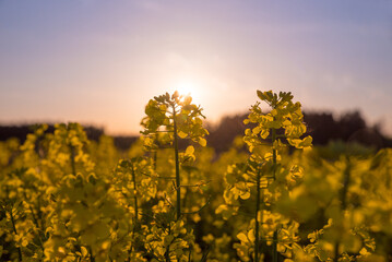 closeup of canola blossoms, in the evening