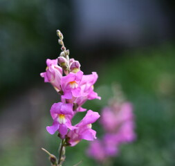 Snapdragon flowers in garden, a sunny day.
