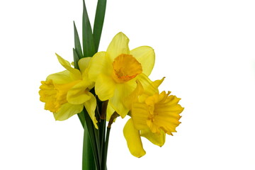 Bouquet of yellow daffodils flowers isolated on white background.