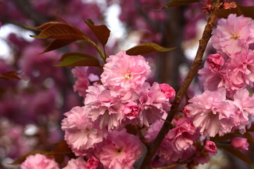 Branch of Prunus Kanzan cherry. Pink double flowers and green leaves in the blue sky background, close up. Prunus serrulata, flowering tree, called as Kwanzan, Sekiyama cherry, Japanese cherry, Sakura