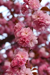 Branch of Prunus Kanzan cherry. Pink double flowers and green leaves in the blue sky background, close up. Prunus serrulata, flowering tree, called as Kwanzan, Sekiyama cherry, Japanese cherry, Sakura